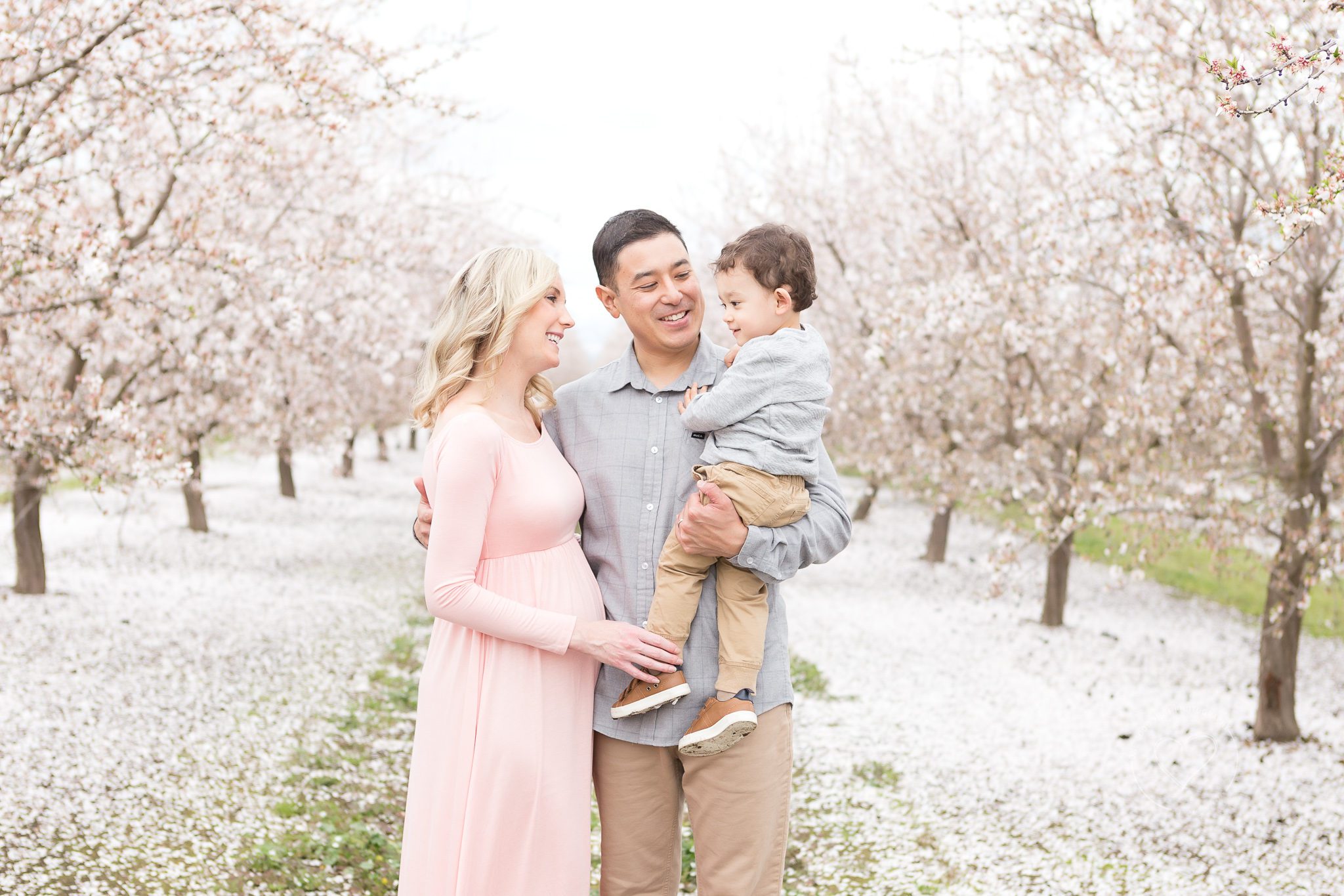 Family maternity session, pink maternity dress, dad holding little boy, blossoms,
