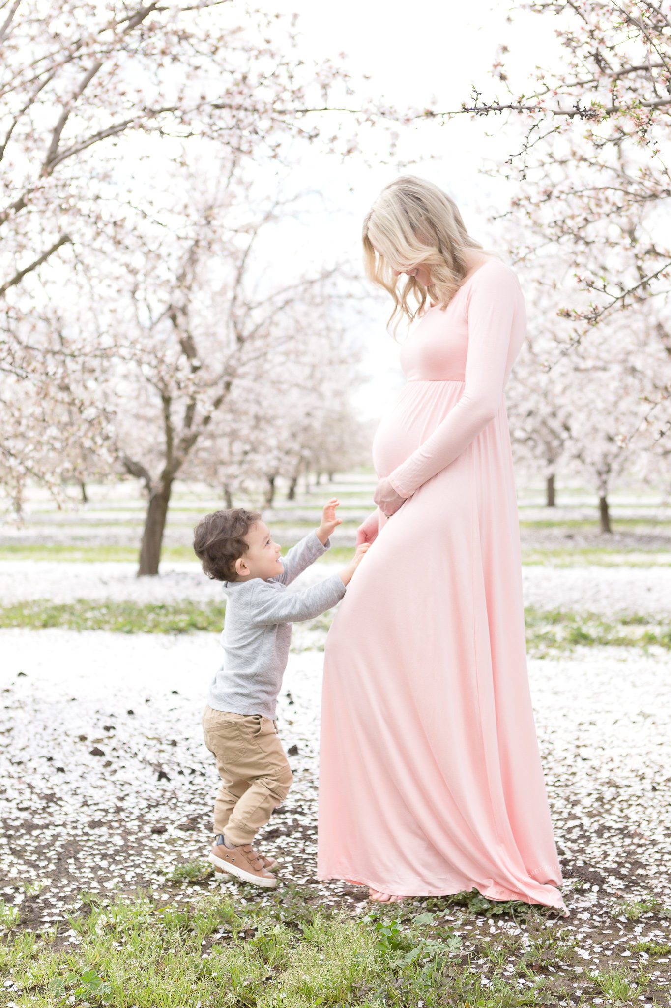 maternity session in the blossoms, little boy, touching moms belly